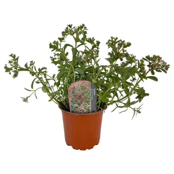 Trobojni žednjak Tricolor (Sedum)