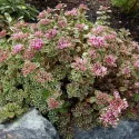 Trobojni žednjak Tricolor (Sedum)