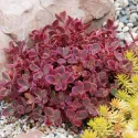 Žednjak Wildfire (Sedum)