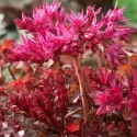 Žednjak Wildfire (Sedum)