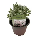 Žednjak La vie en rose (Sedum)