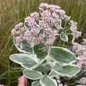 Žednjak La vie en rose (Sedum)