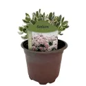 Žednjak La vie en rose (Sedum)