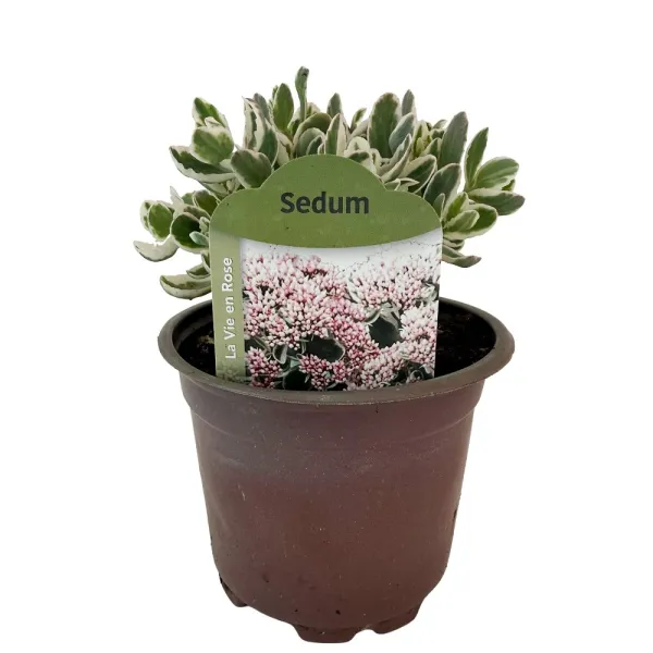 Žednjak La vie en rose (Sedum)