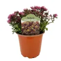 Žednjak Purple Winter (Sedum)