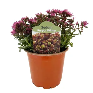 Žednjak Purple Winter (Sedum)