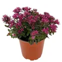 Žednjak Purple Winter (Sedum)