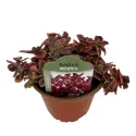 Žednjak Wildfire (Sedum)