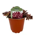 Žednjak Wildfire (Sedum)