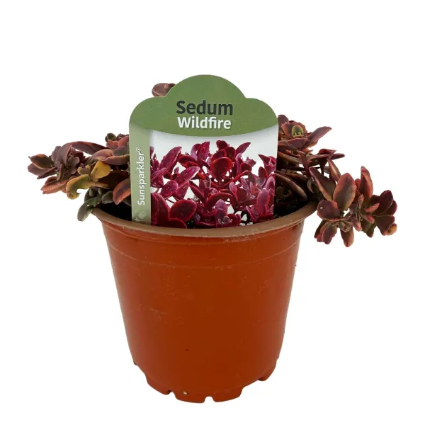 Žednjak Wildfire (Sedum)