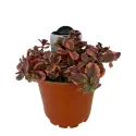 Žednjak Wildfire (Sedum)