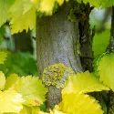 Nizozemski brijest Wredei (Ulmus × hollandica) u tegli 2 L