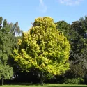 Nizozemski brijest Wredei (Ulmus × hollandica) u tegli 2 L