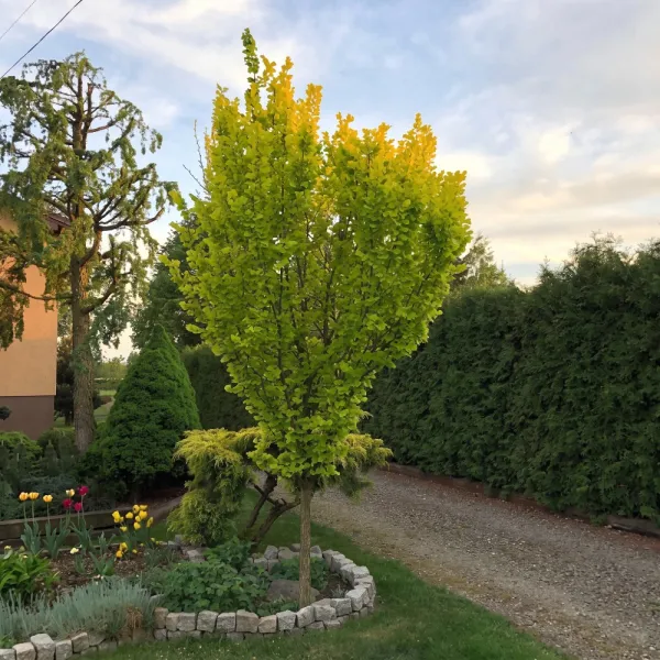 Nizozemski brijest Wredei (Ulmus × hollandica) u tegli 2 L