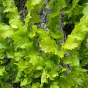 Nizozemski brijest Wredei (Ulmus × hollandica) u tegli 2 L