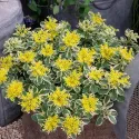 Žednjak Atlantis (Sedum)