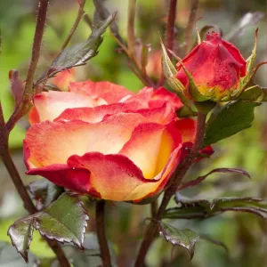 Ruža floribunda Mein München u tegli 3 L