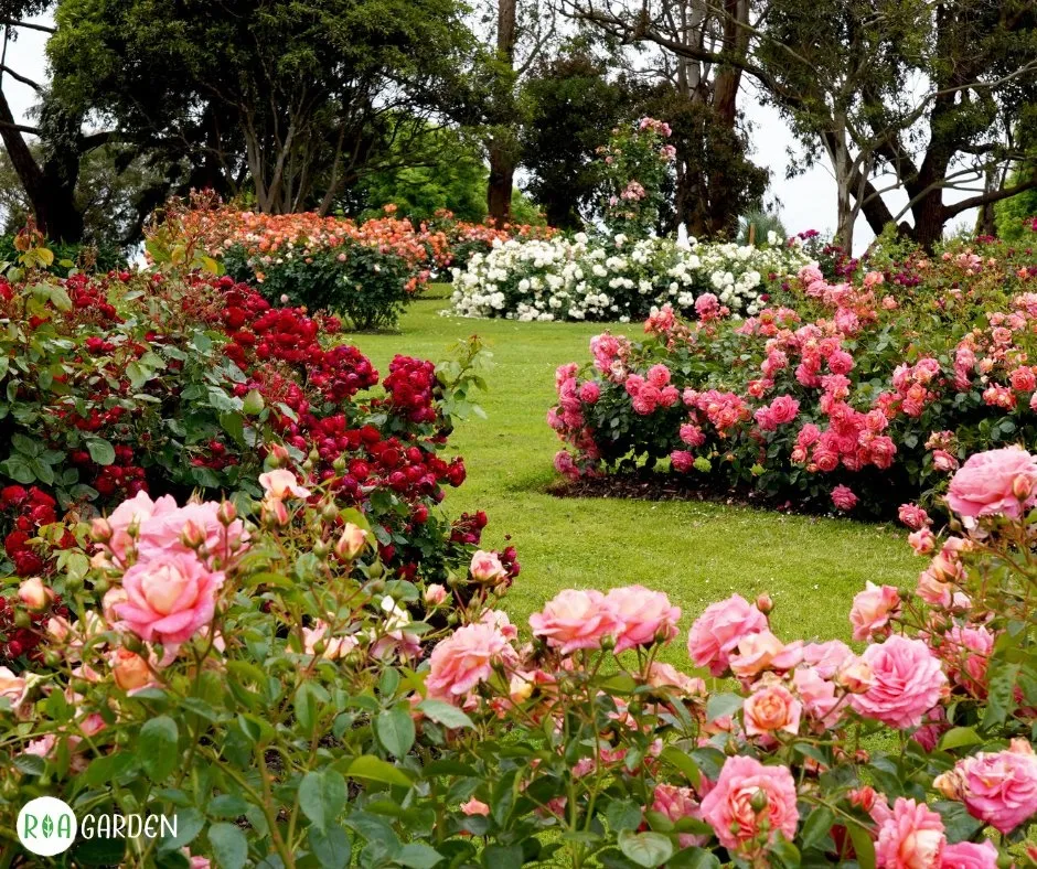 Šareni vrt ruža ROA Garden